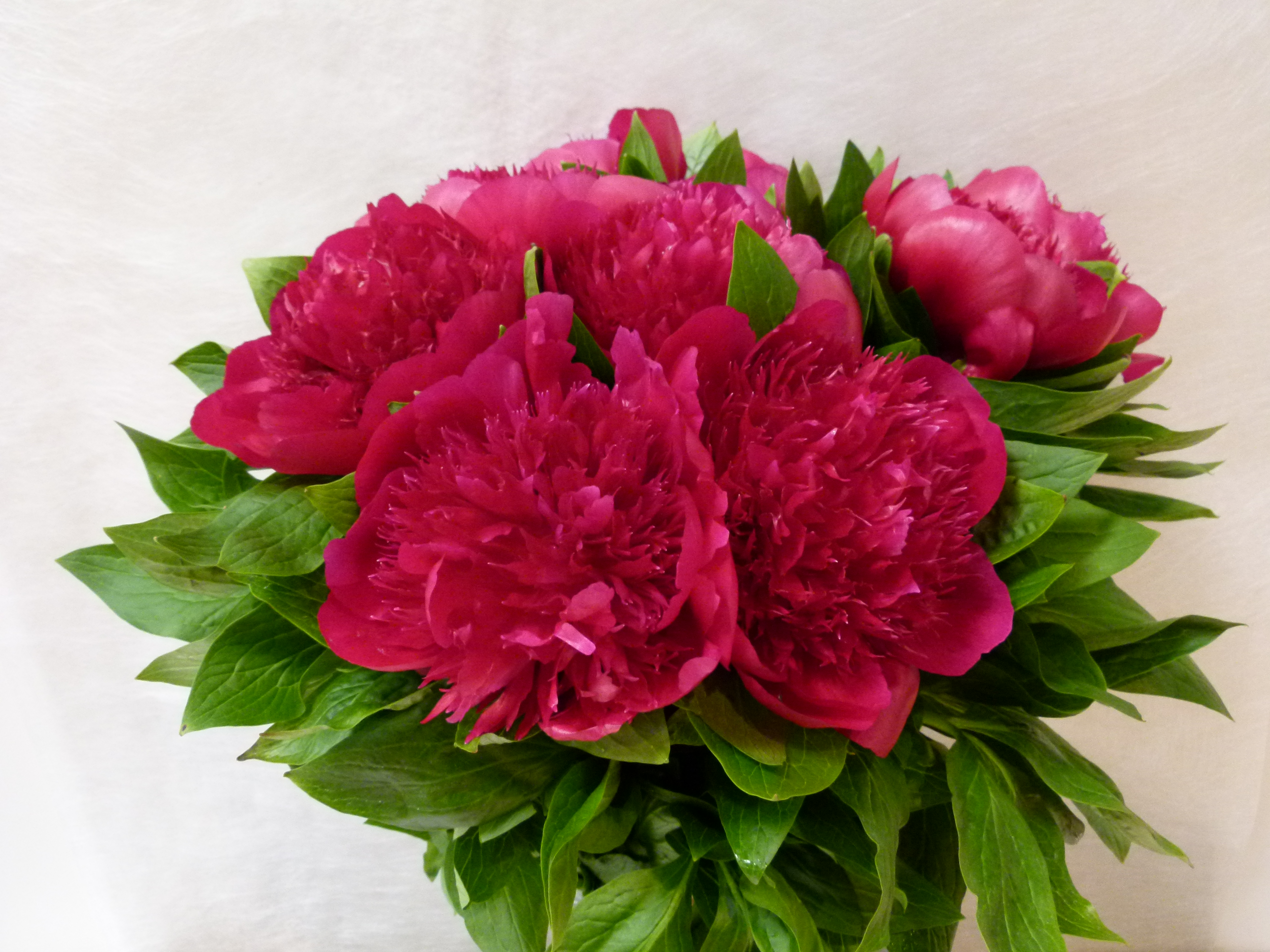 PIVOINE RED CHARM 60 Fleurs de France